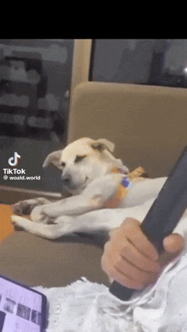 a dog laying on a couch next to a person holding a cell phone with tik tok written on the bottom