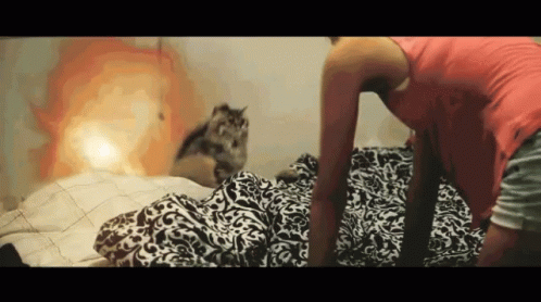 Cat Jump GIF - Cat Jump Explosion GIFs