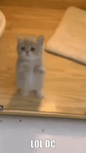 a kitten is standing on its hind legs in front of a mirror with the words lol dc above it