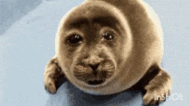 a seal that looks like a monkey is laying on a blue surface