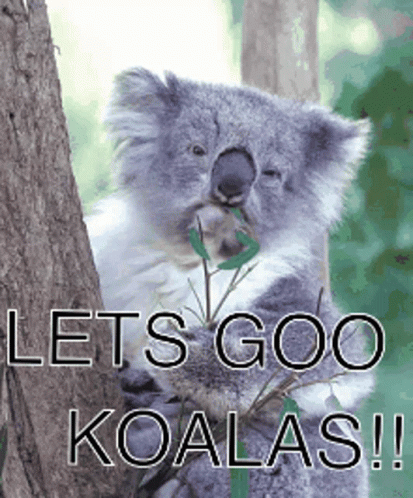 Koala Bear GIF - Koala Bear GIFs