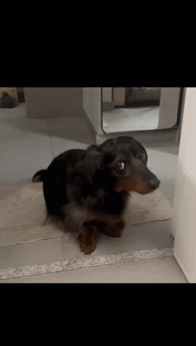 a small black and brown dog is sitting on a rug on the floor .