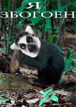 a picture of a lemur in the woods with the words " i zoboeh " in white letters