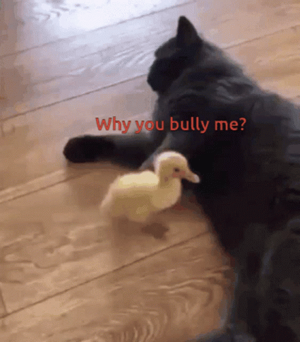 A Bully Cat GIF