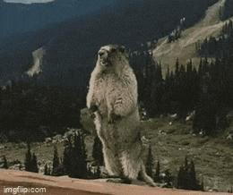 a ground squirrel standing on its hind legs with the words hizu written on it