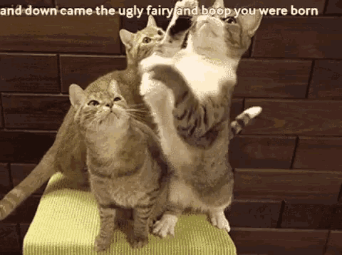 Cats Fairy Boop GIF - Cats Fairy Boop Ugly GIFs