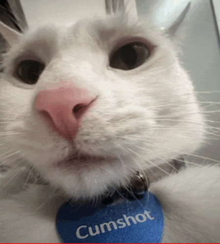 a white cat with a blue tag that says cumshot on it