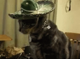 Cat Im Mexican GIF - Cat Im Mexican GIFs