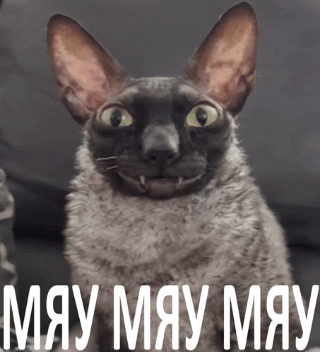a cat is smiling with the words may may may in white letters behind it