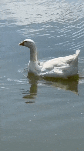a white goose is swimming in a lake