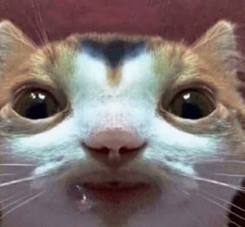 Cat Drool Ugly Cat GIF - Cat Drool Ugly Cat Drool GIFs