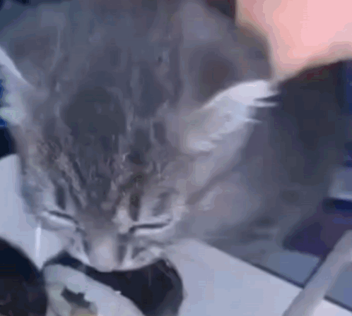 Cat Cat Eat Sushi GIF - Cat Cat Eat Sushi Cat Eating GIFs