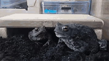 Toad Eating GIF - Toad Eating Frog GIFs