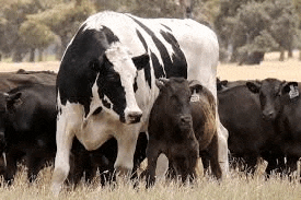 a herd of cows are grazing in a field .