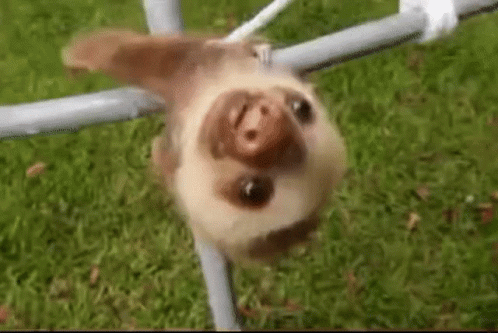 Sloth Baby GIF - Sloth Baby Falling GIFs