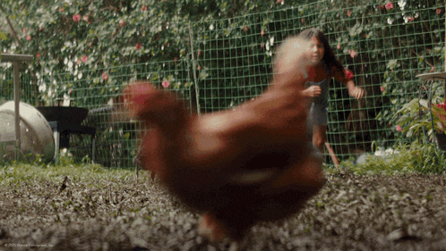 a chicken is standing in the dirt in front of a fence with a girl running behind it