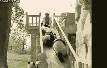 Guten Rutsch Funny Animals GIF - Guten Rutsch Funny Animals Pandas GIFs