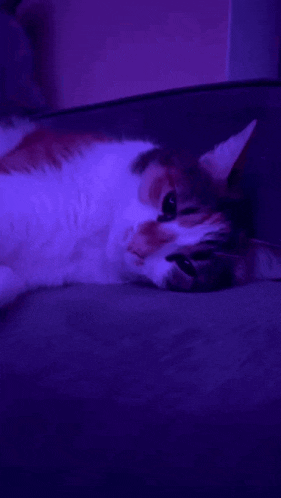 a cat laying on a couch with purple lights behind it