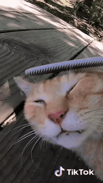 a cat laying on a wooden deck with a brush on its head