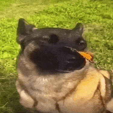 Dog With Butterfly Snoop Dogg GIF - Dog With Butterfly Snoop Dogg Cute GIFs