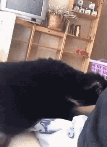 a black dog laying on a bed next to a tv