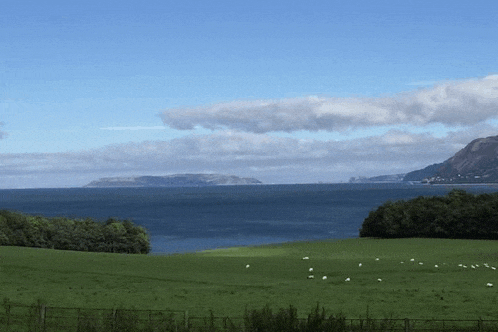 a fenced in field with sheep grazing in the foreground and a large body of water in the background