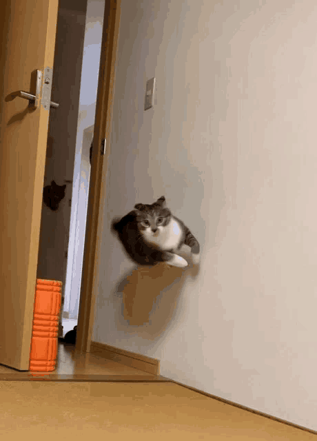a cat is flying through a doorway in a hallway