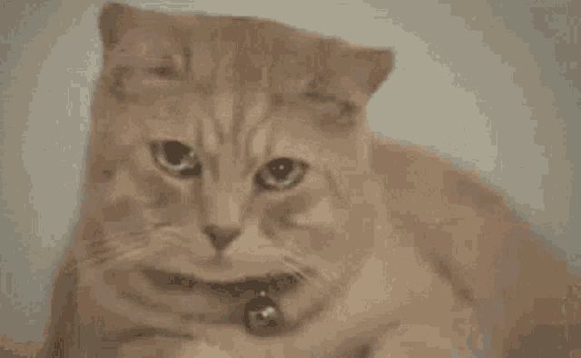 a close up of a cat 's face with a bell around its neck .