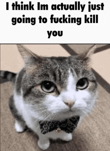 Cat Meme Meme