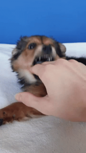 Dog Mouth Dog GIF - Dog Mouth Dog Mouth GIFs