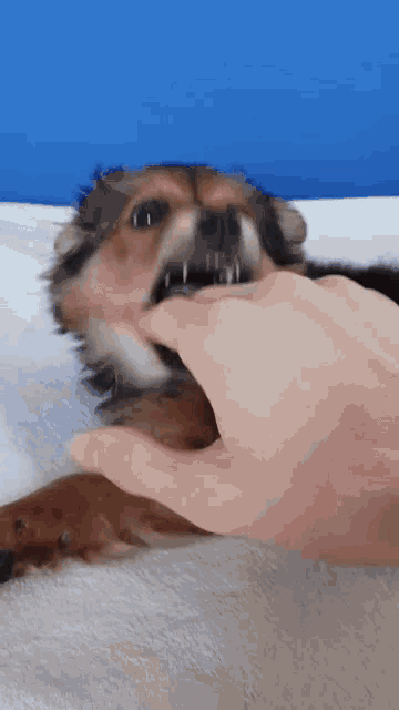 a person is petting a small brown dog on a white blanket