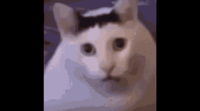 Huh Huh Cat GIF - Huh Huh Cat Funny Cat GIFs
