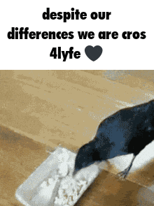 a picture of a bird with the words " despite our differences we are cross 4lyfe " on the bottom