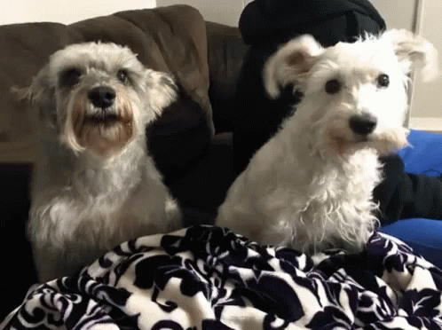 Excited So GIF - Excited So Schnauzer GIFs