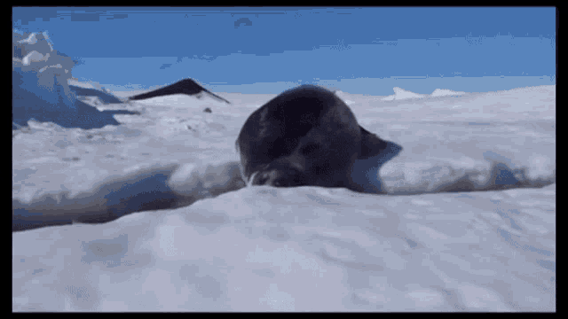 a seal laying on top of a snow covered field