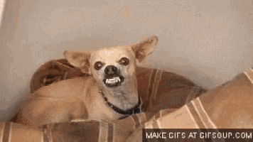 a small dog is laying in a dog bed with its mouth open and looking at the camera .