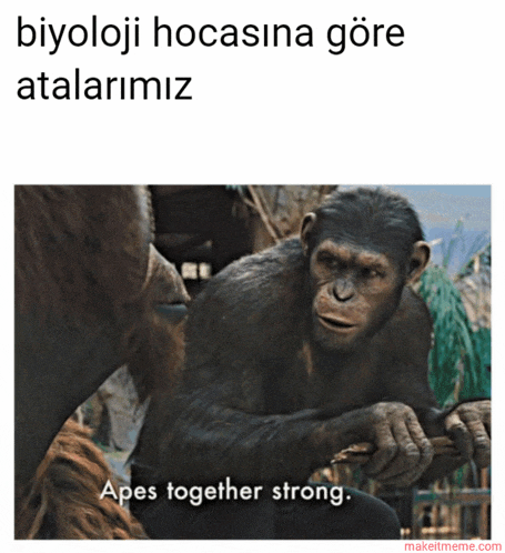 a picture of a chimpanzee with a caption that says apes together strong