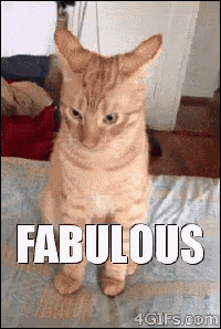a cat standing on its hind legs with the word fabulous written on it