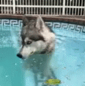 Funny Animals Blowing Bubbles GIF - Funny Animals Blowing Bubbles Husky Bubbles GIFs