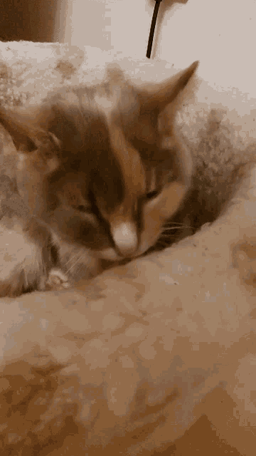 a close up of a cat laying on a fluffy blanket