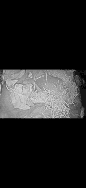 a black and white photo of a person laying on a bed covered in hay .