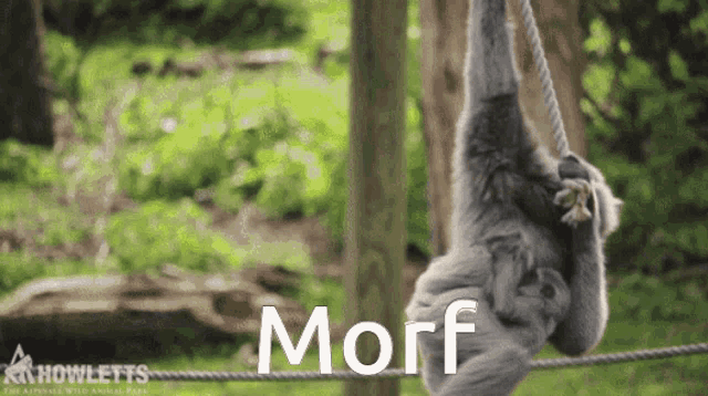 Morf Gibbon GIF - Morf Gibbon Funny GIFs