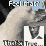 a picture of a cat and a picture of a man with a beard that says feel that that 's true
