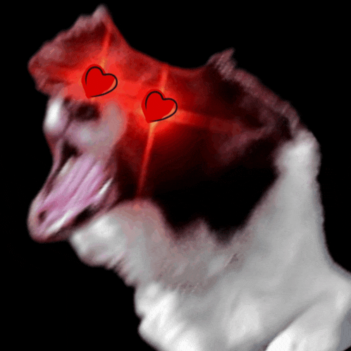 a black and white dog with two red hearts in its eyes