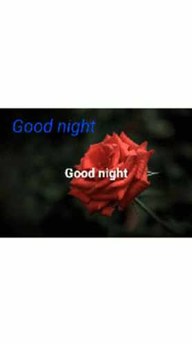 Good Night Love GIF - Good Night Love Rose GIFs