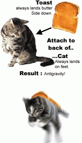 Cats Science GIF - Cats Science Toast GIFs
