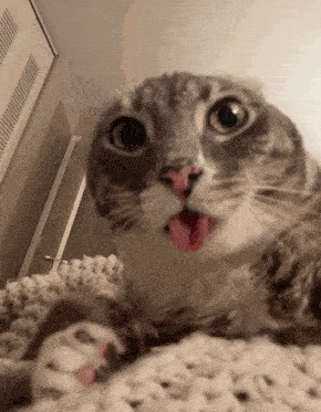 a cat sticking its tongue out while laying on a blanket
