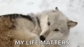 Wolf Wolves GIF - Wolf Wolves Wilderness GIFs