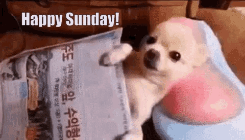 Happy Sunday Massage GIF - Happy Sunday Massage Dog GIFs