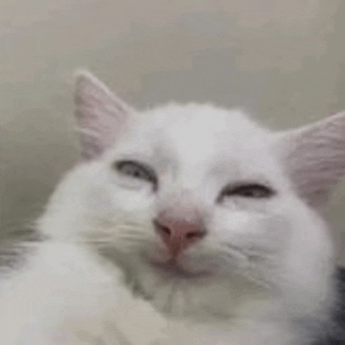 a white cat is laying down with its eyes closed and looking at the camera .